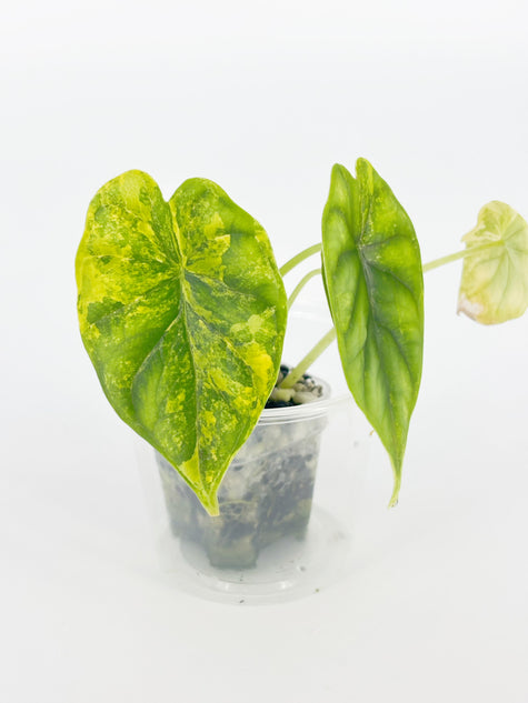 Alocasia Dragon Scale Aurea @BC Warehouse