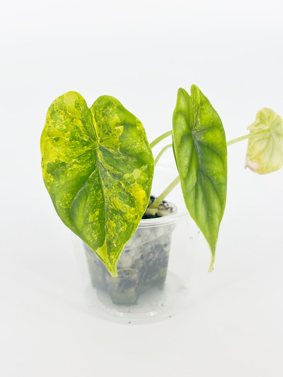 Alocasia Dragon Scale Aurea @BC Warehouse
