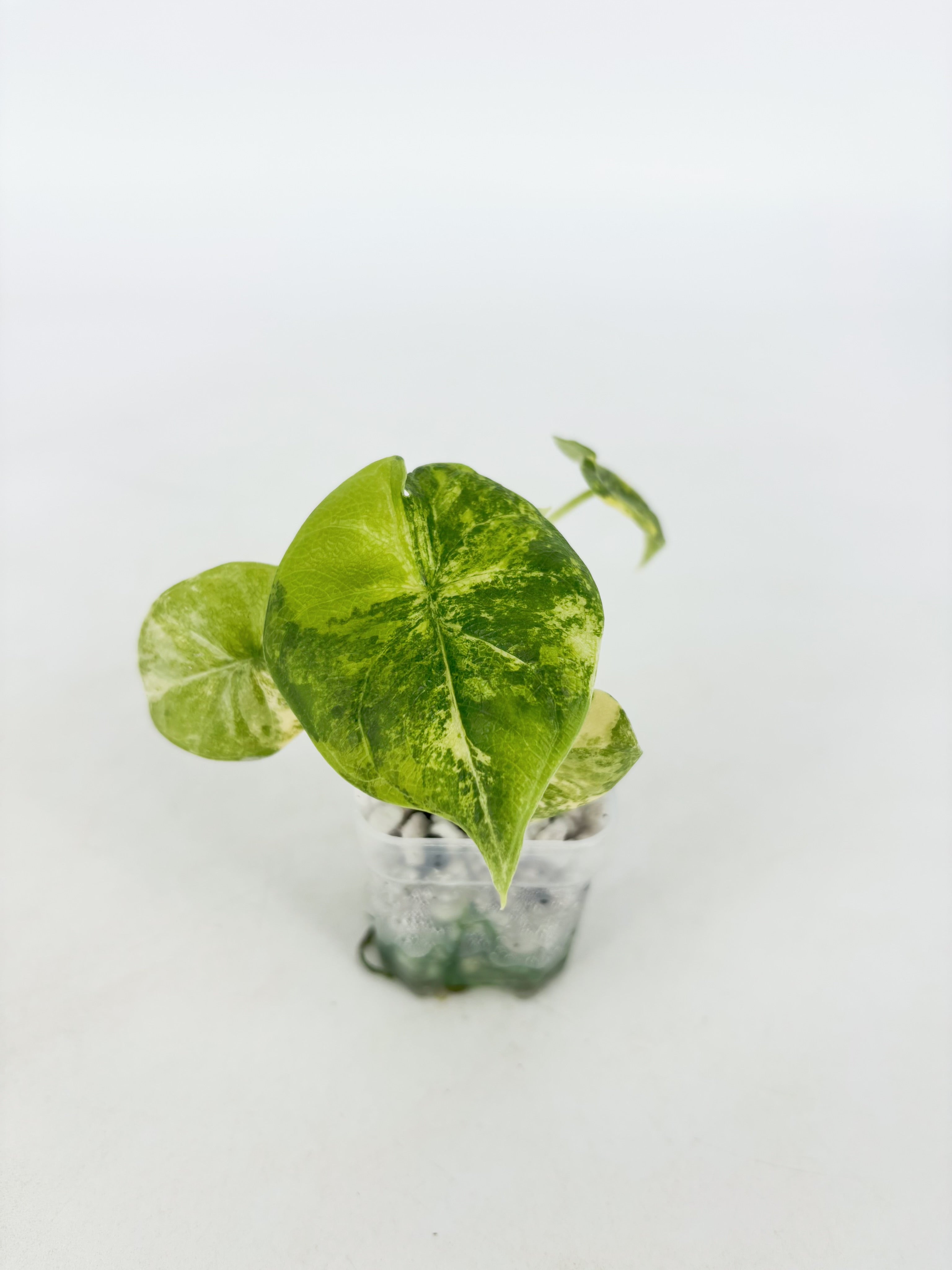 Alocasia Melo Aurea@BC Warehouse