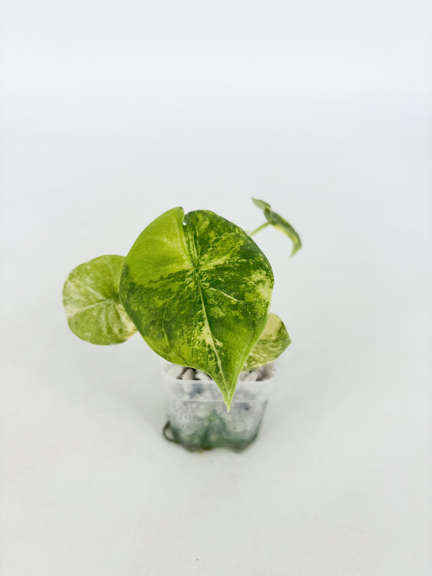 Alocasia Melo Aurea@BC Warehouse