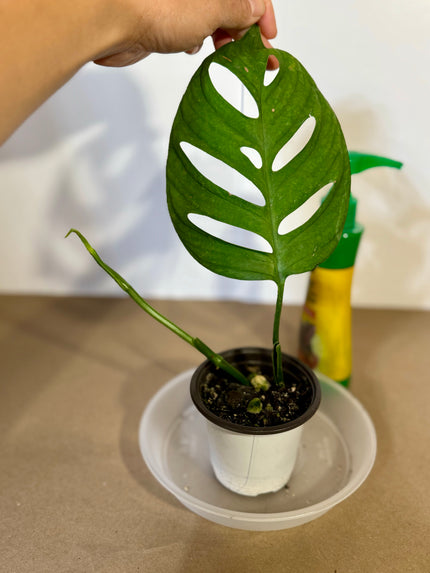Monstera Esqueleto