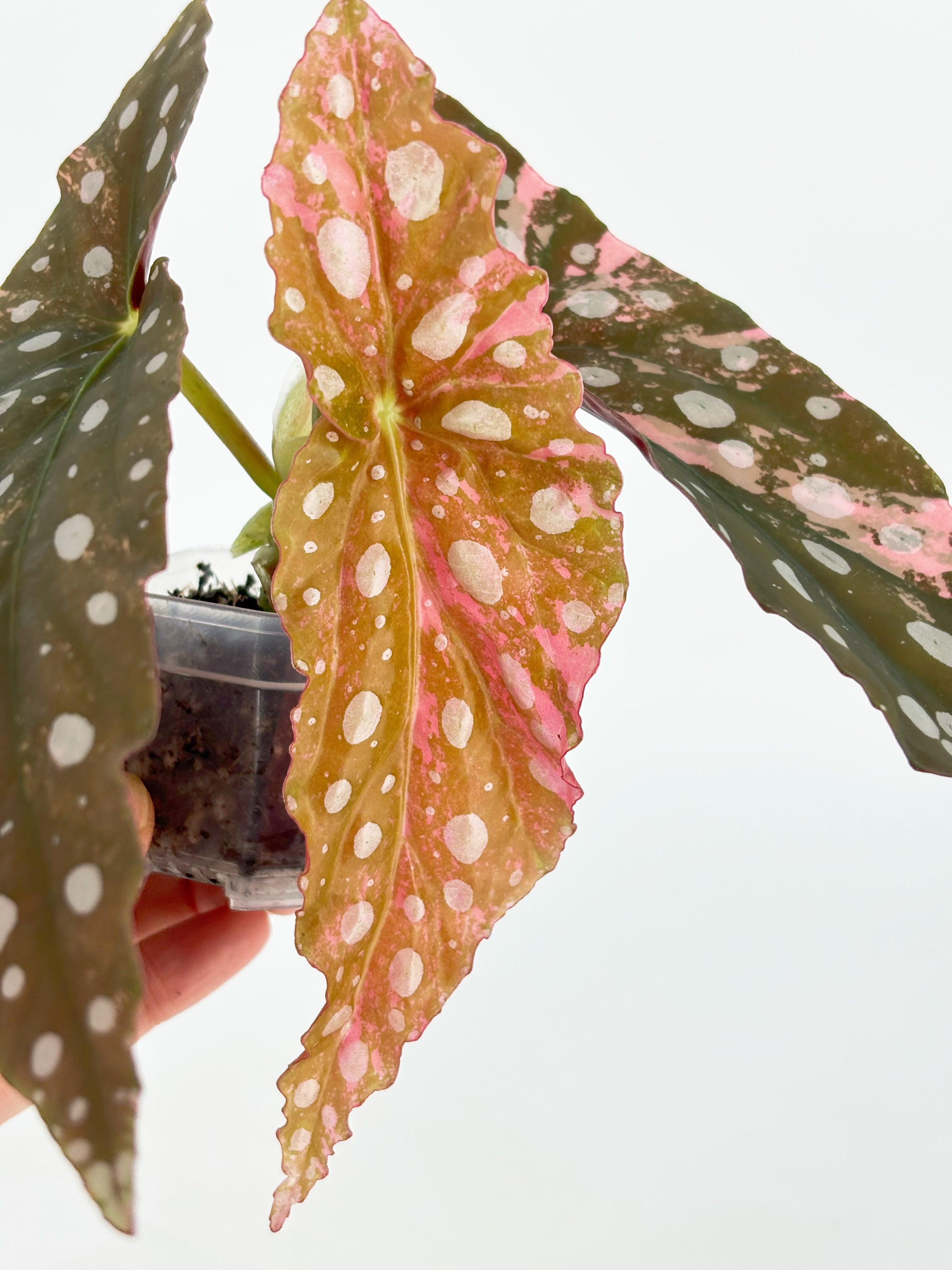Begonia Pink Maculata@BC Warehouse
