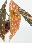 Begonia Pink Maculata@BC Warehouse