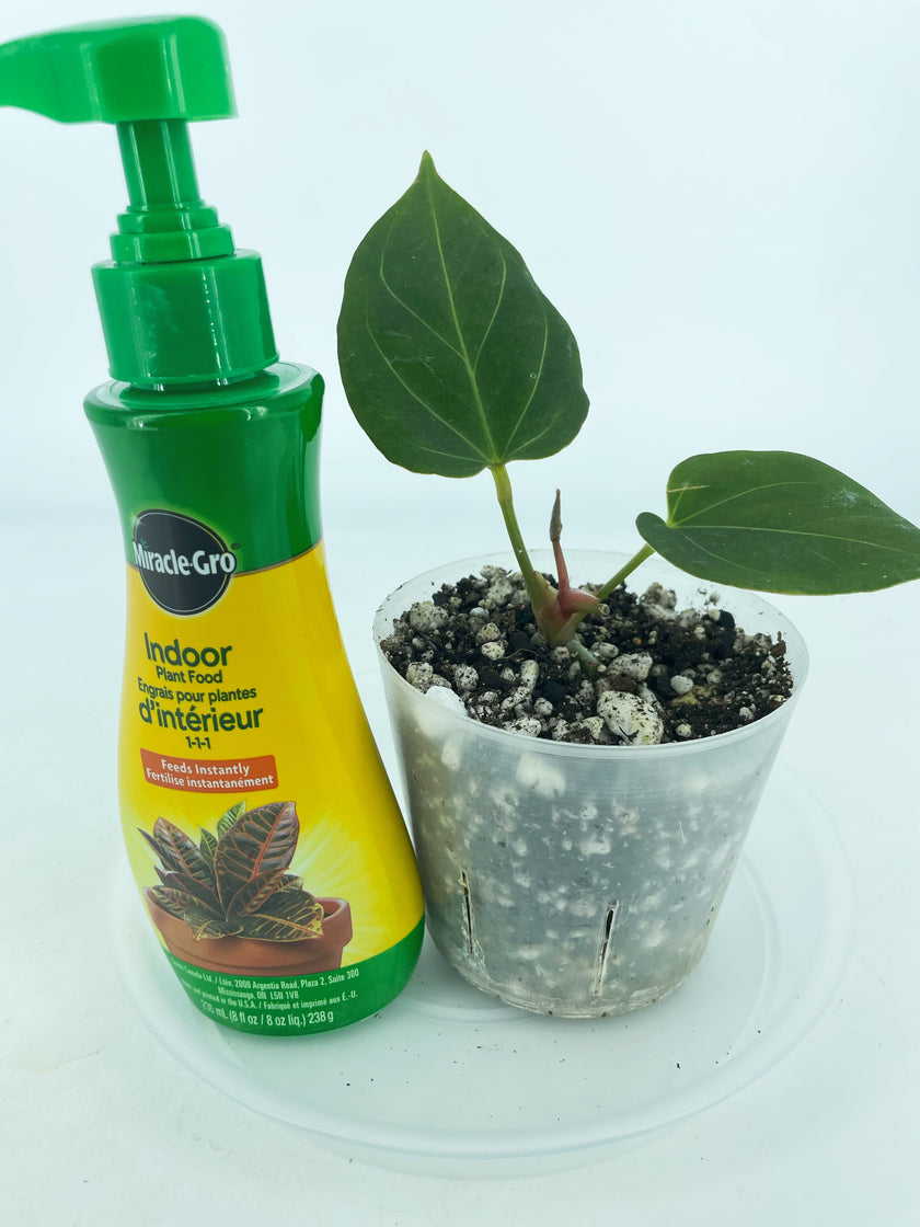 Anthurium King of Spades (KOS) *Multiple Available Random Selection*