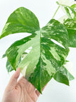 Monstera Albo *Pick Up&Local delivery Only*