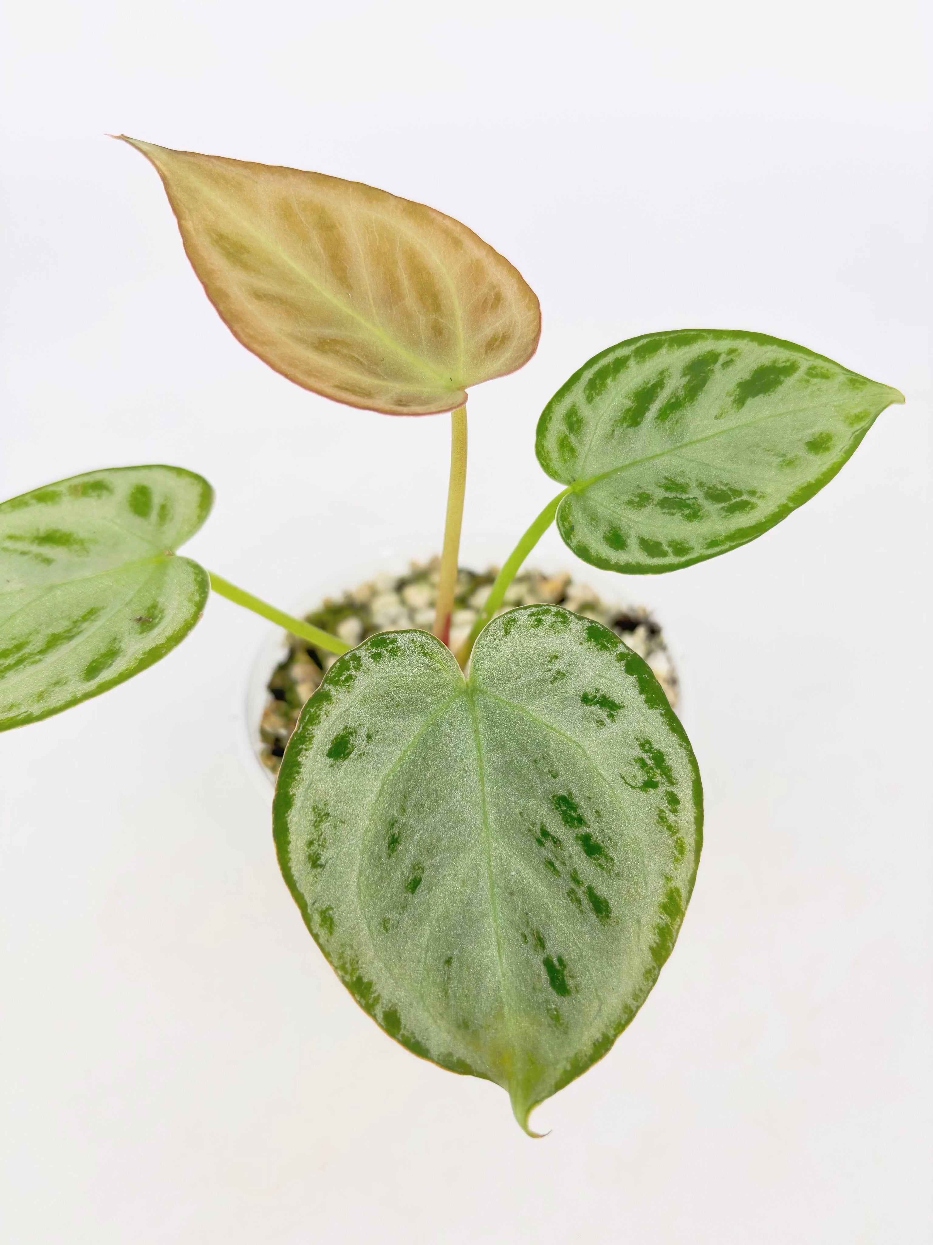 Anthurium Combo (Silver Blush & Papi fsrl x Dark Forgetii)