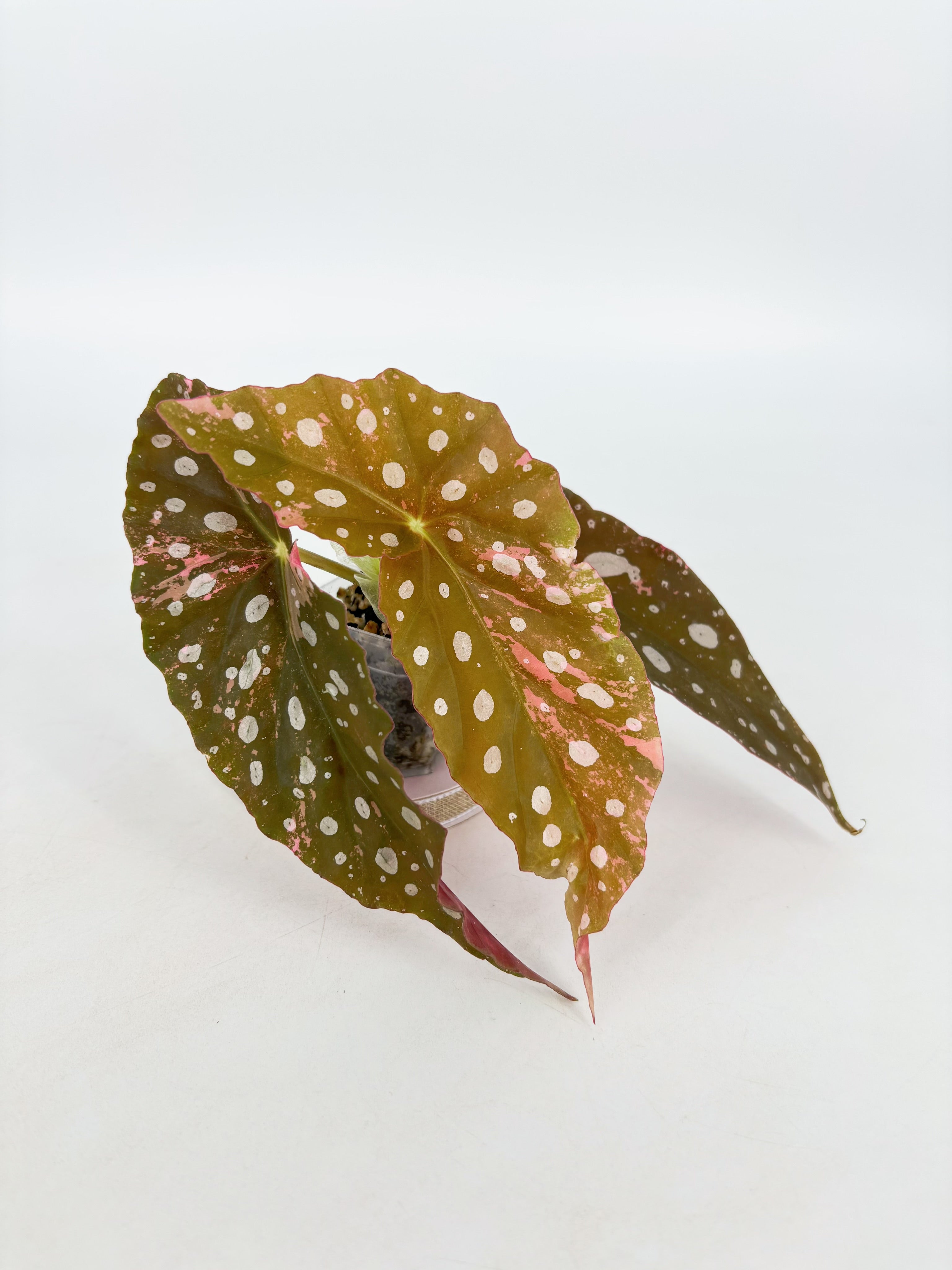 Begonia Maculata Pink @BC Warehouse