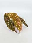 Begonia Maculata Pink @BC Warehouse