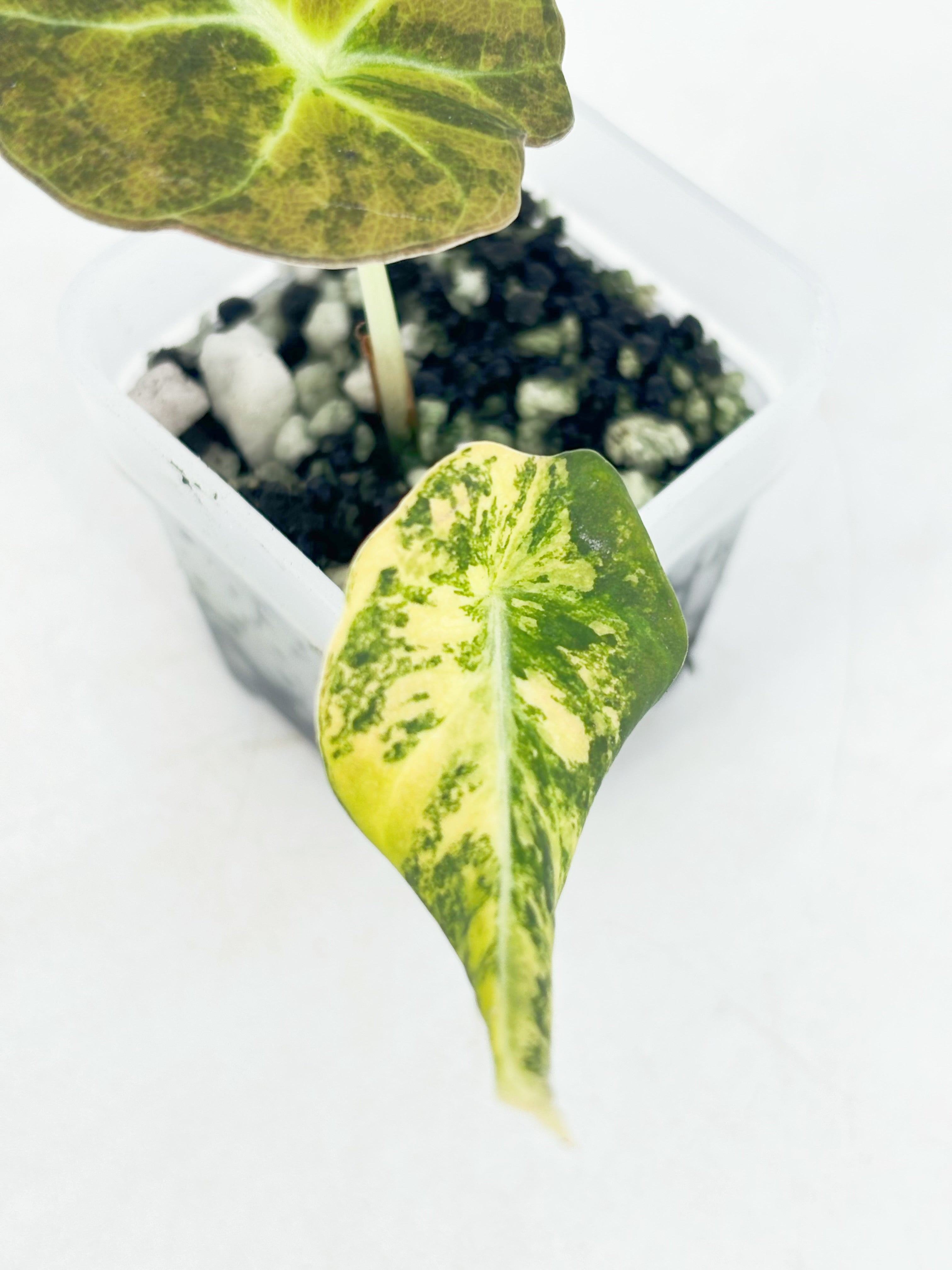 Alocasia Black Velvet Golden@BC Warehouse