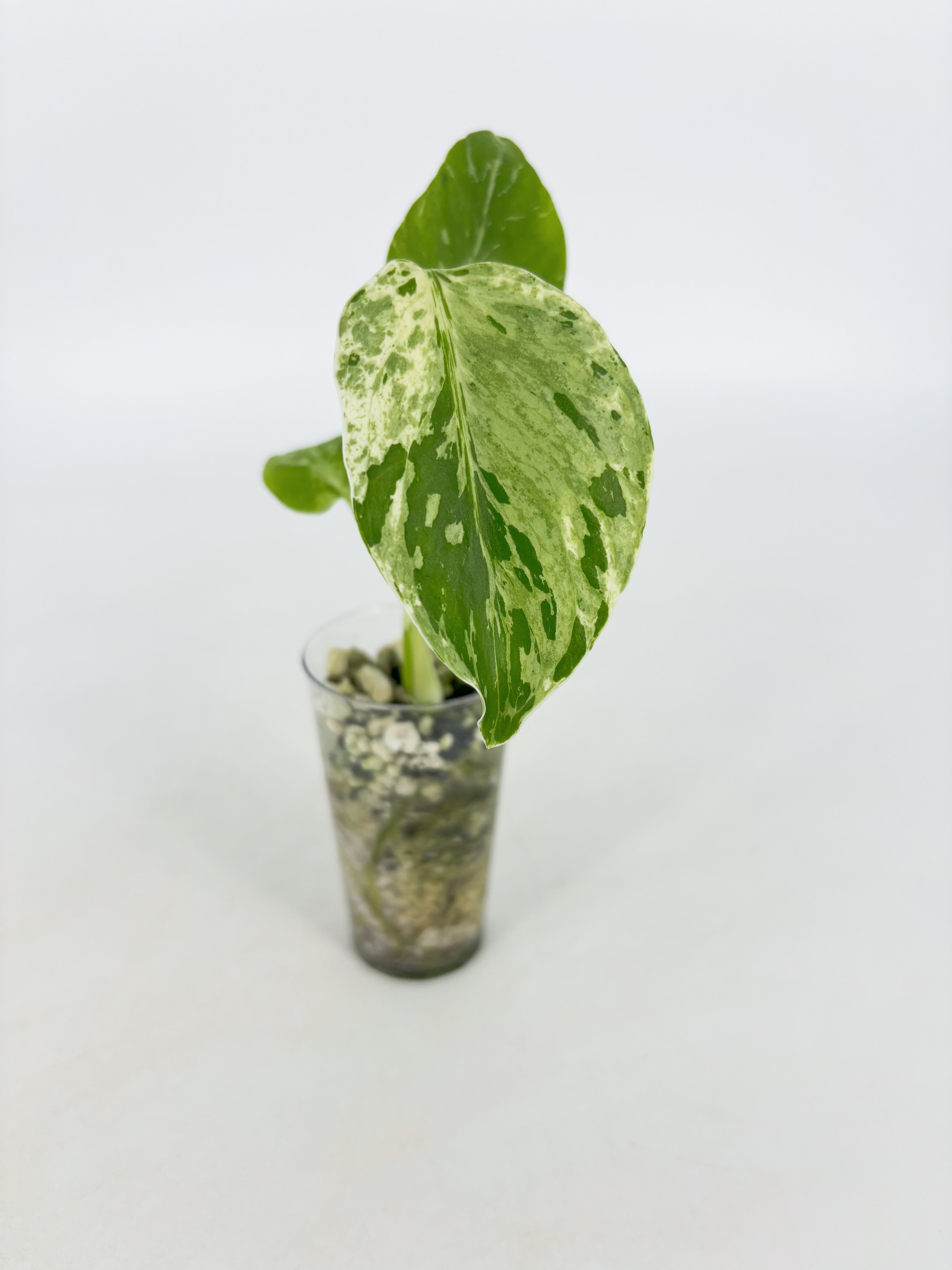 Monstera Bulbasaur@BC Warehouse