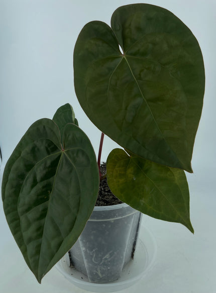 Anthurium Michelle x Besseae aff (XL)