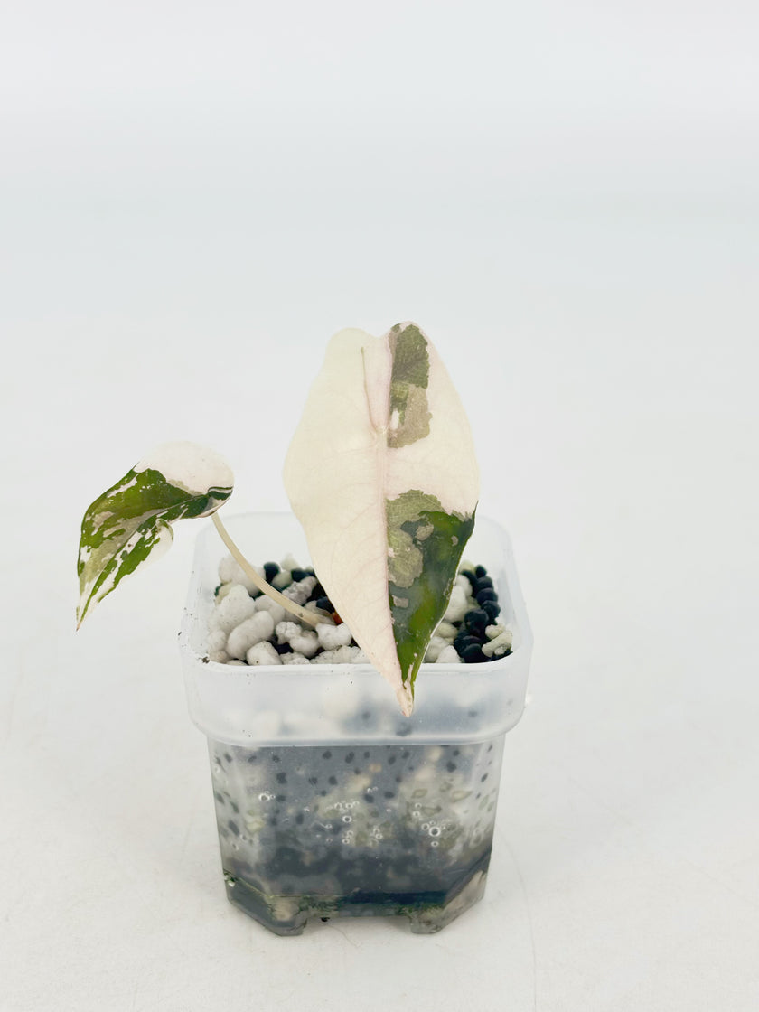 Alocasia Chantrieri Pink@BC Warehouse