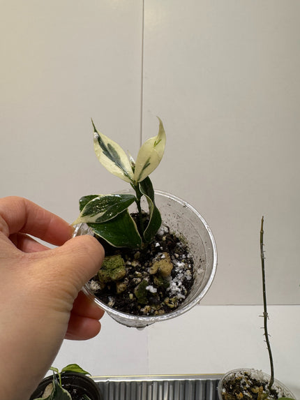 Hoya polyneura variegated fishtail hoya