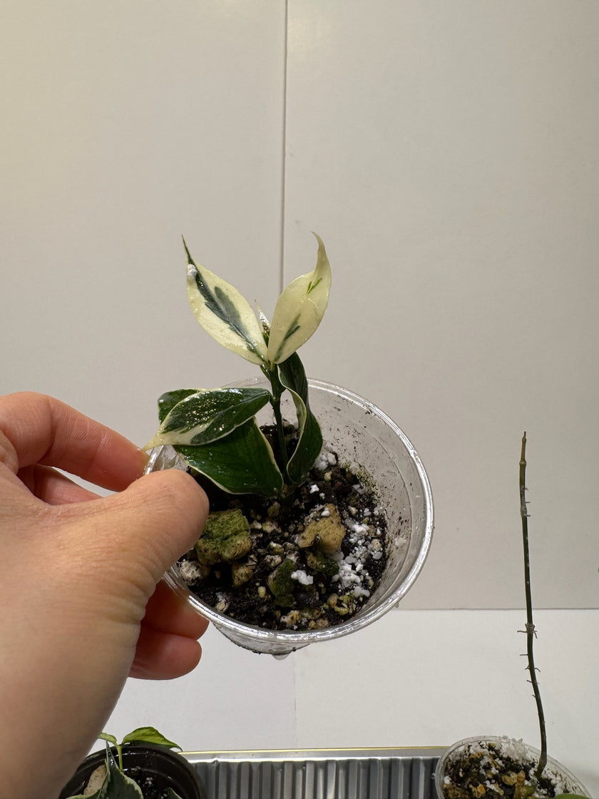 Hoya polyneura variegated fishtail hoya