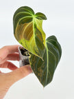 Philodendron Melanochrysum Var @BC Warehouse