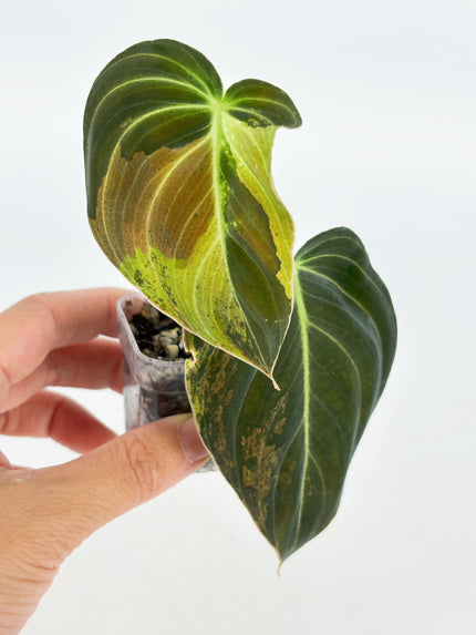 Philodendron Melanochrysum Var @BC Warehouse