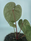 Anthurium Michelle x Besseae aff (XL)