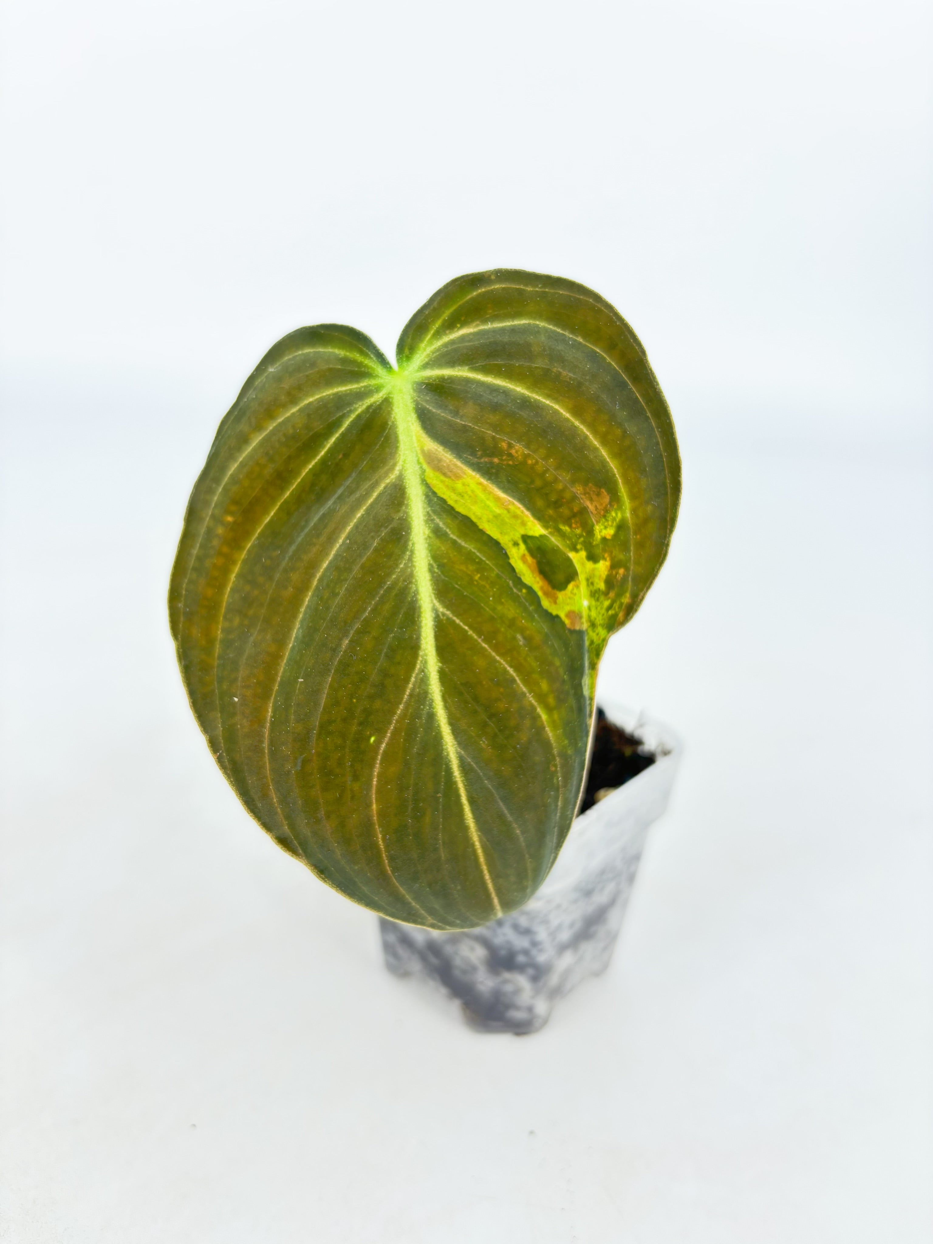 Philodendron Melanochrysum Var@BC Warehouse
