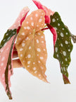 *Grower’s Choice* Begonia Maculata Pink