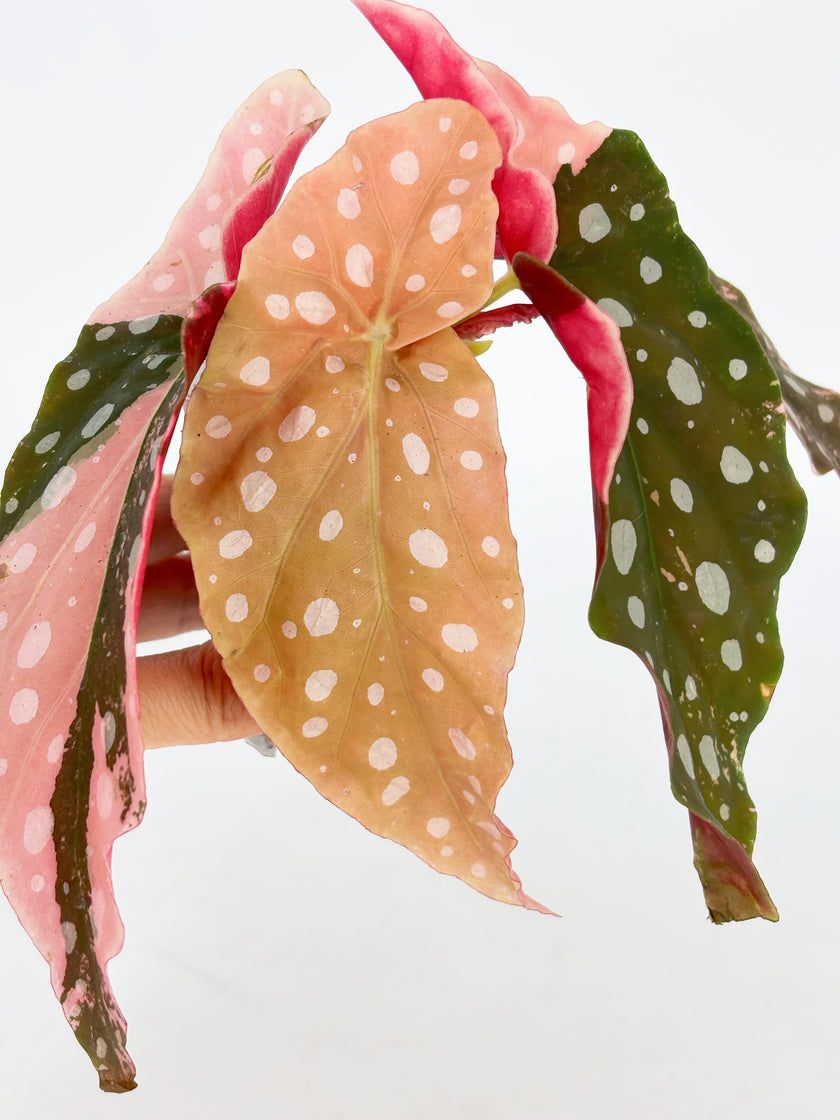 *Grower’s Choice* Begonia Maculata Pink