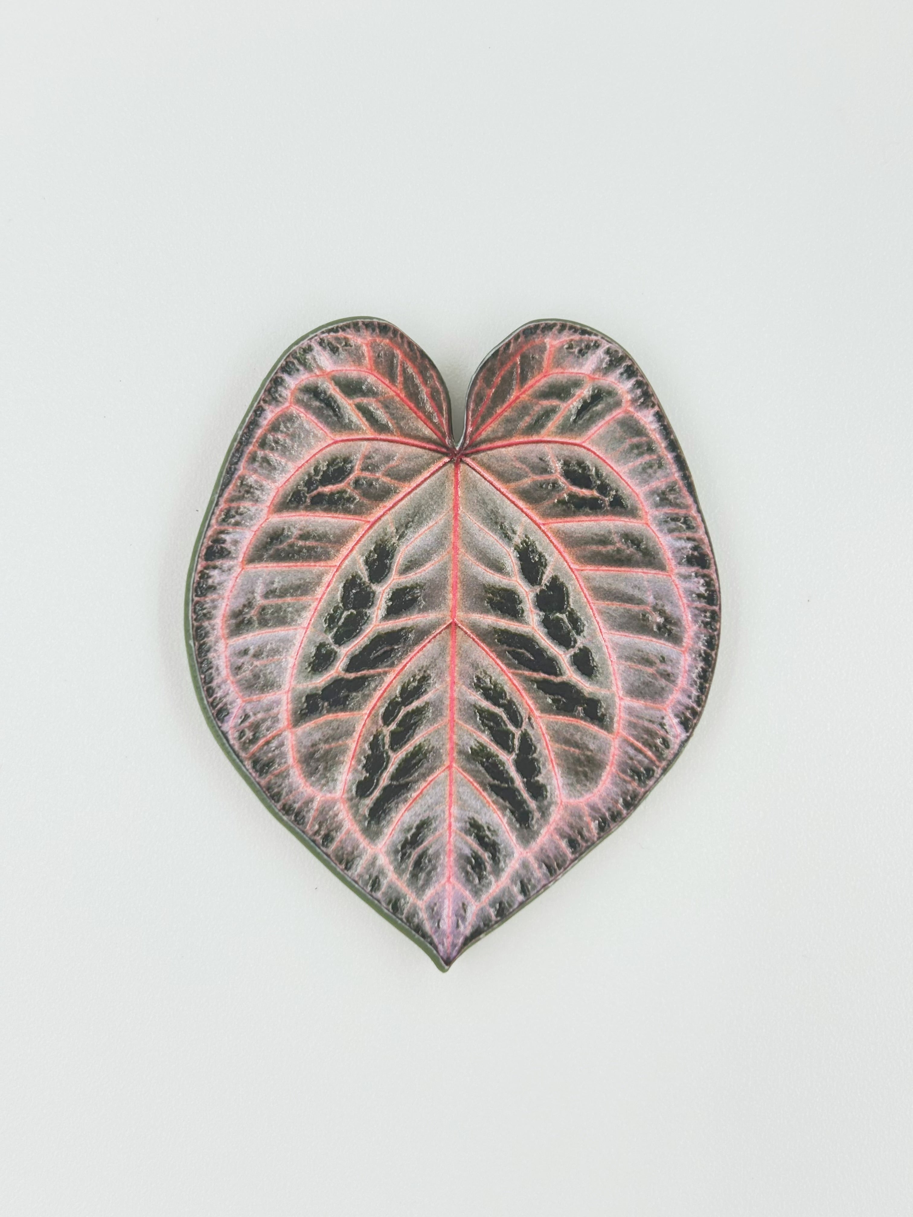 Tropical Leaf Magnet — Anthurium Series