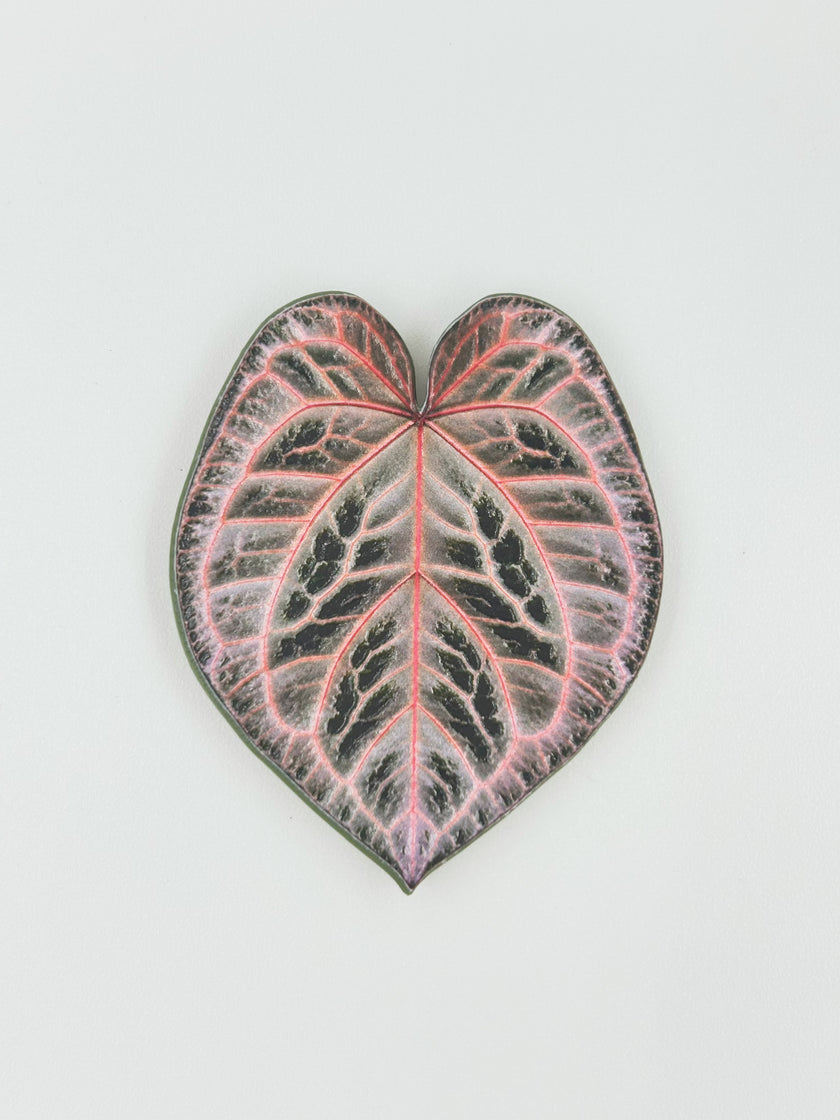 Tropical Leaf Magnet — Anthurium Series