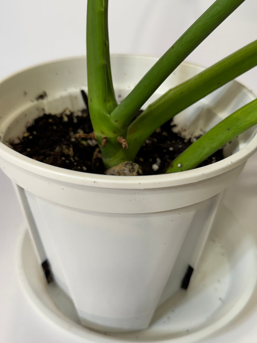 Philodendron Jose Buono XL *Pick up&GTA Local Delivery Only*