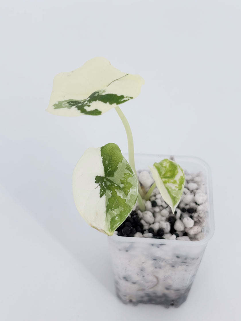 Alocasia Melo Albo -Premium Variegation