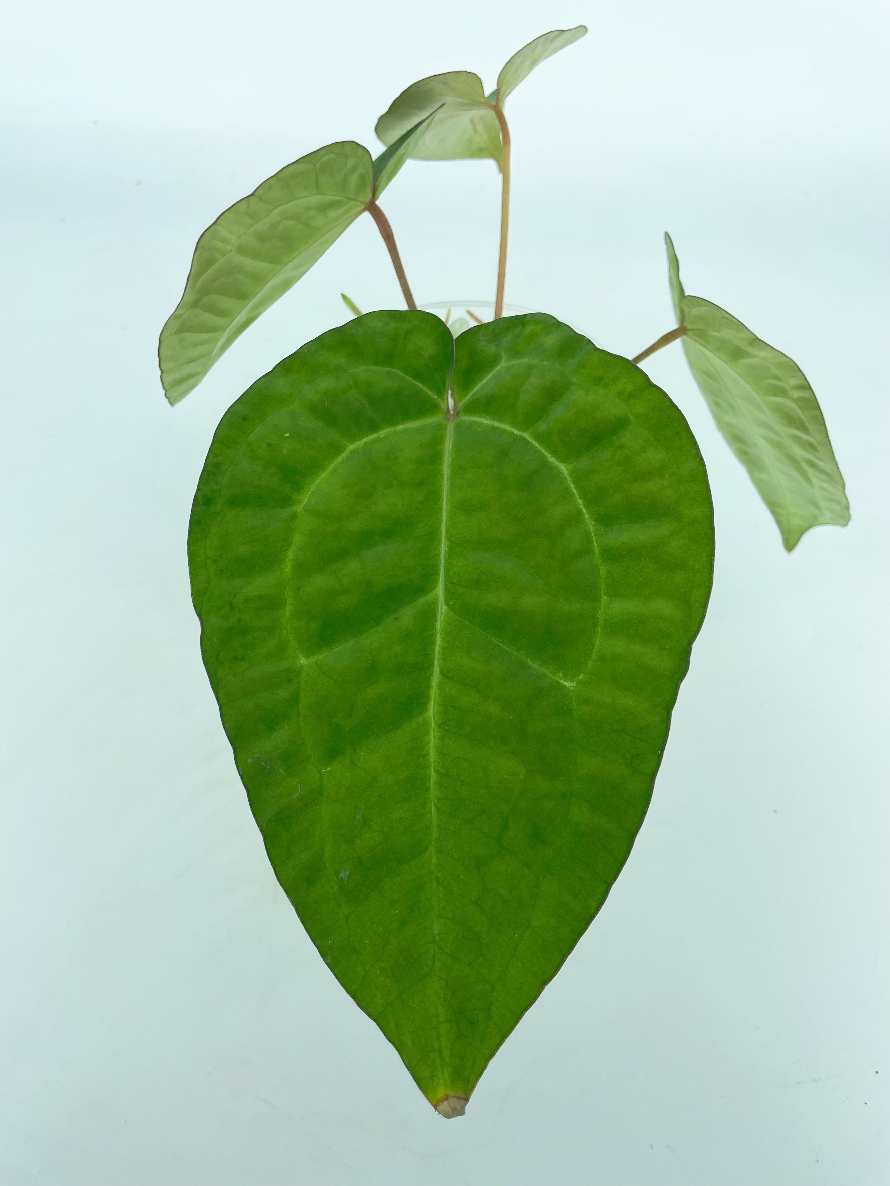 Anthurium Ace of Spades (Tezula dark form) x Warocqueanum