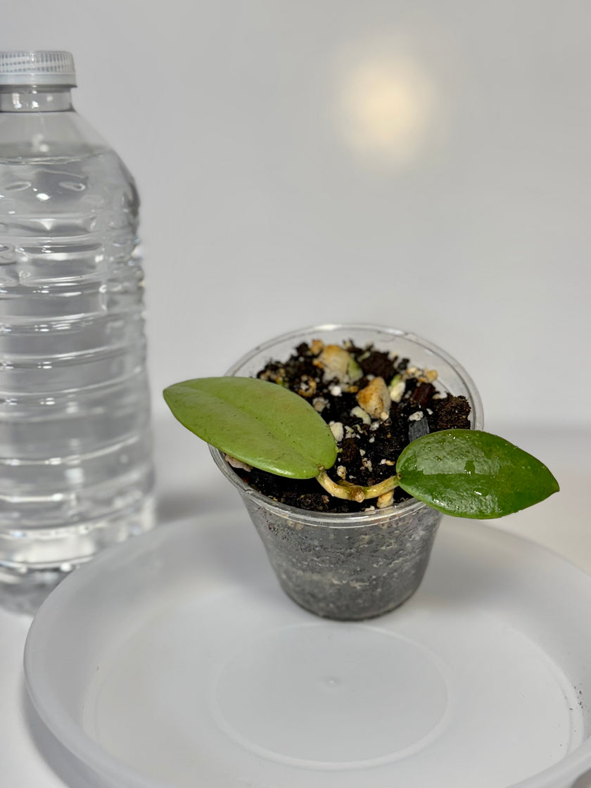 Hoya Silver Dollar -03B1