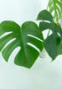 Monstera Aurea -Reverted *Pick-up and Local Delivery Only*