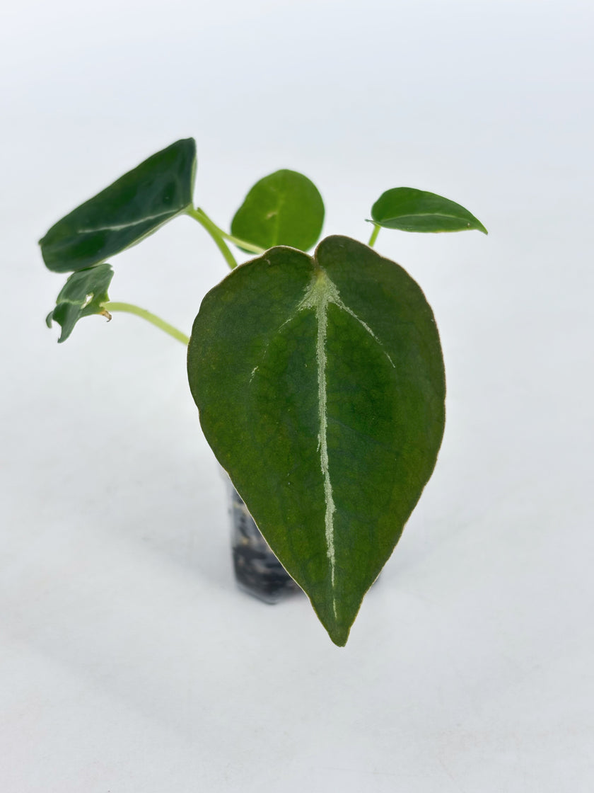Anthurium Combo (Silver Blush, Forgetii self, Lux self) @BC Warehouse