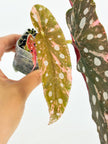 Begonia Maculata Pink@BC Warehouse