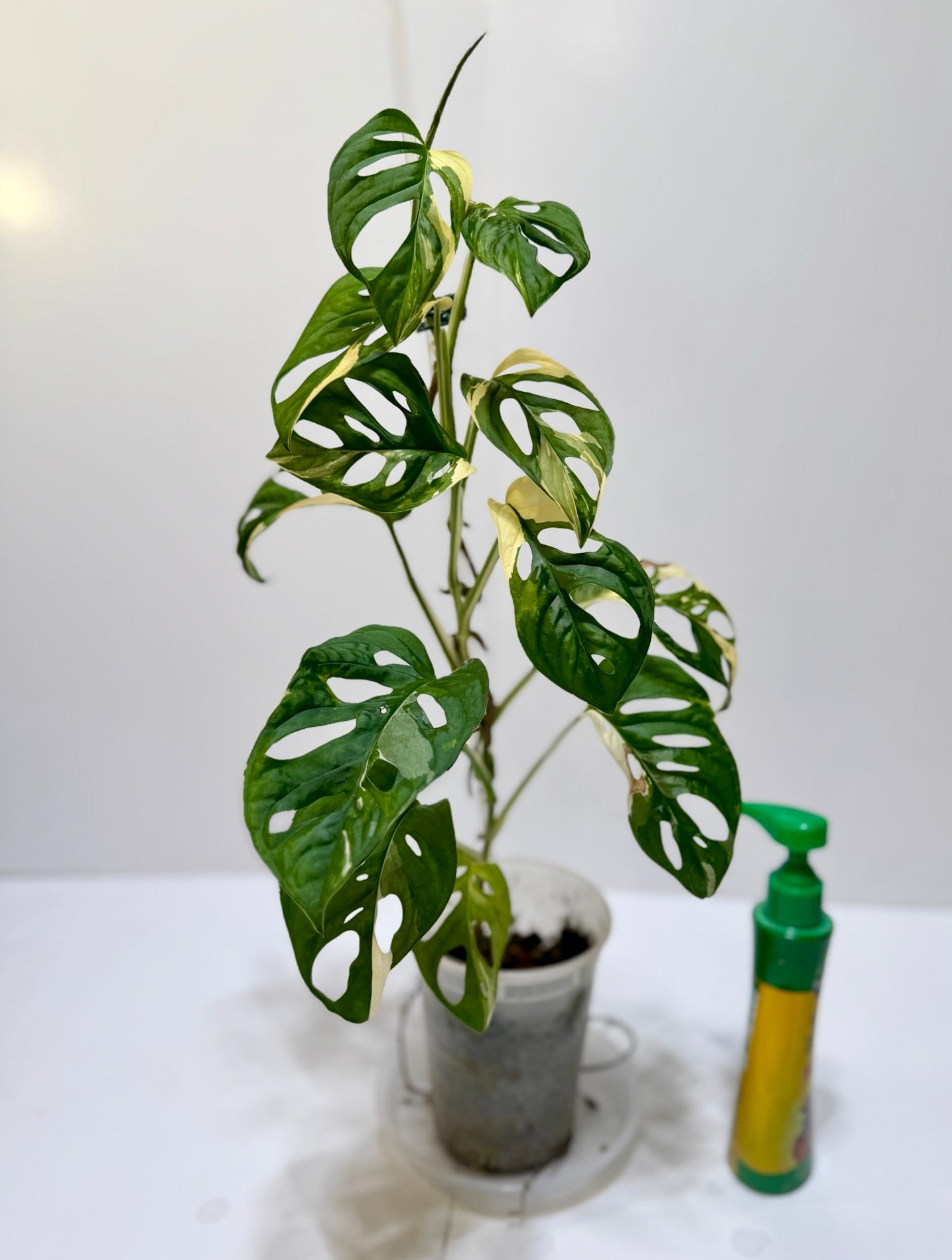 Monstera Adansonii Japanese Tricolor