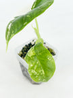 Alocasia Dragon Scale Var Duo @BC Warehousel