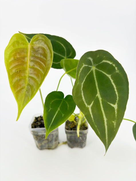Anthurium Classic Combo@BC Warehouse