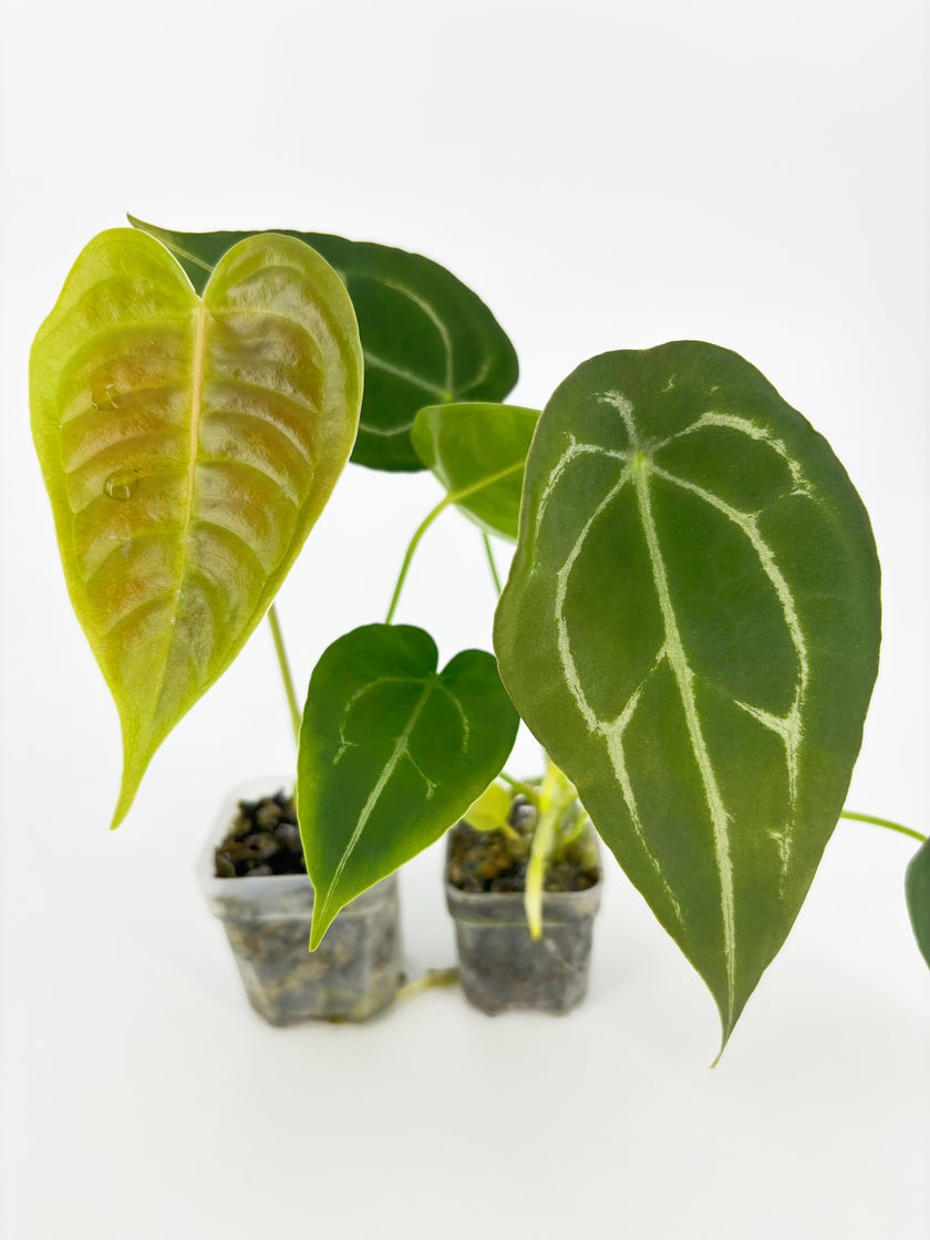 Anthurium Classic Combo@BC Warehouse
