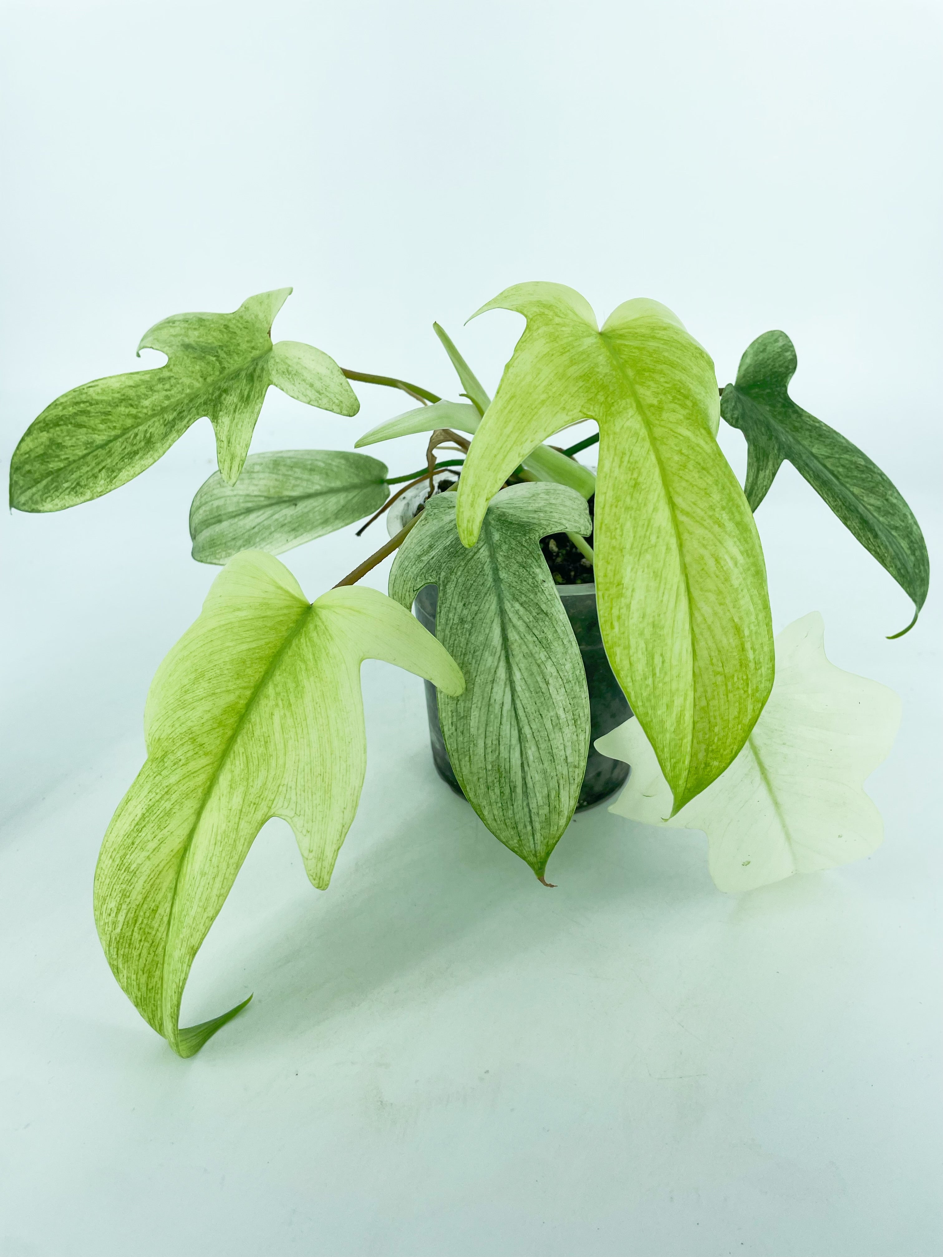 Philodendron Florida Ghost