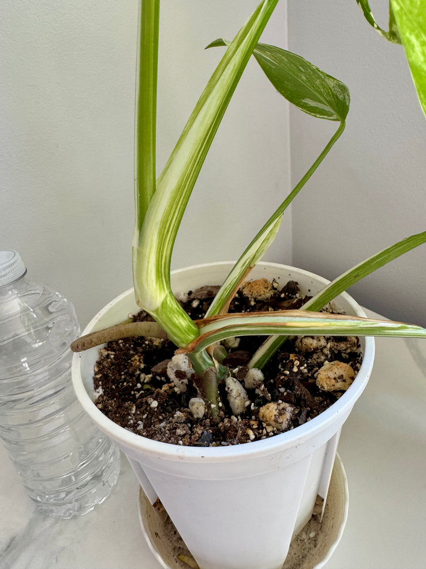 Monstera Albo