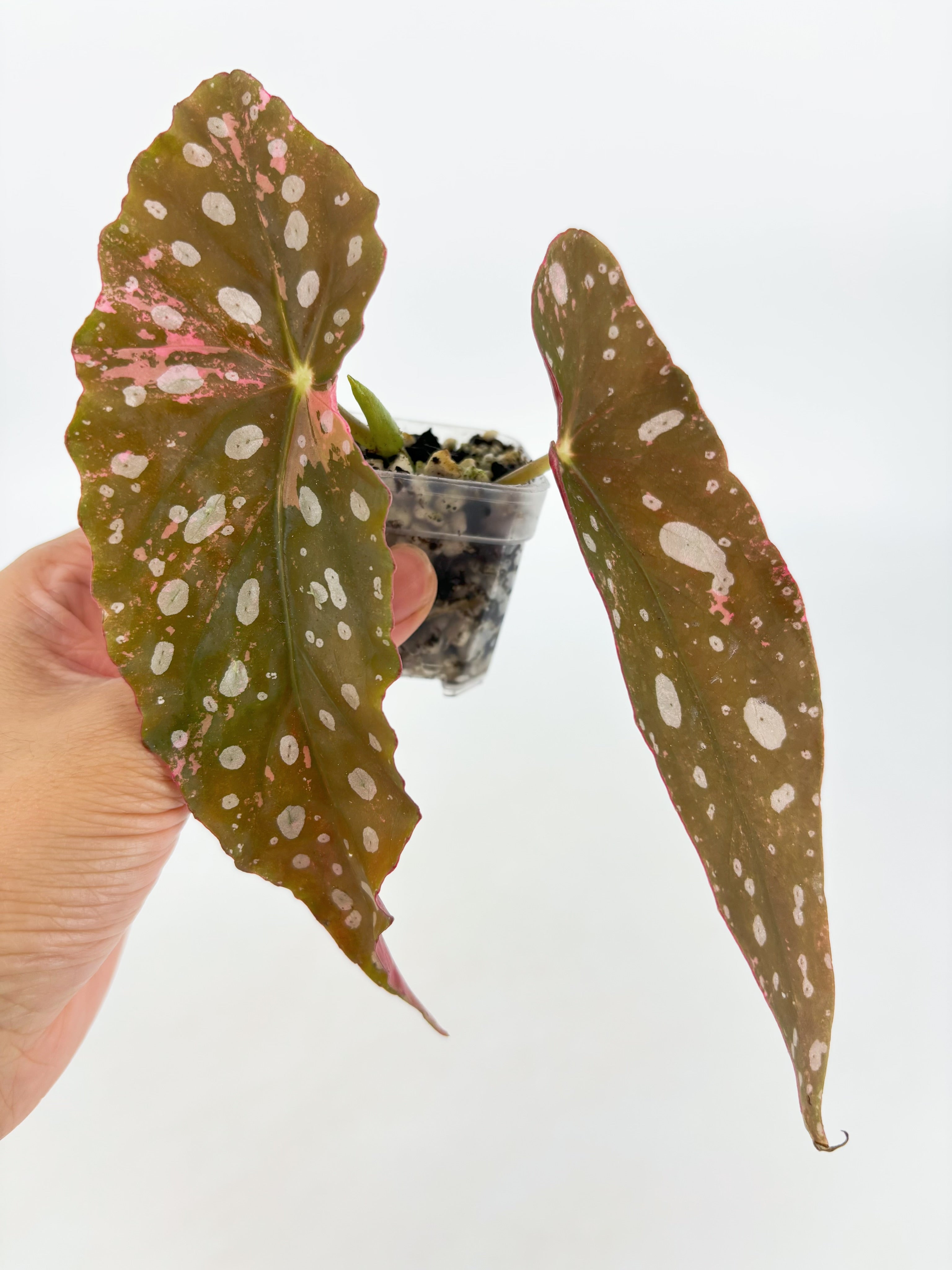 Begonia Maculata Pink @BC Warehouse