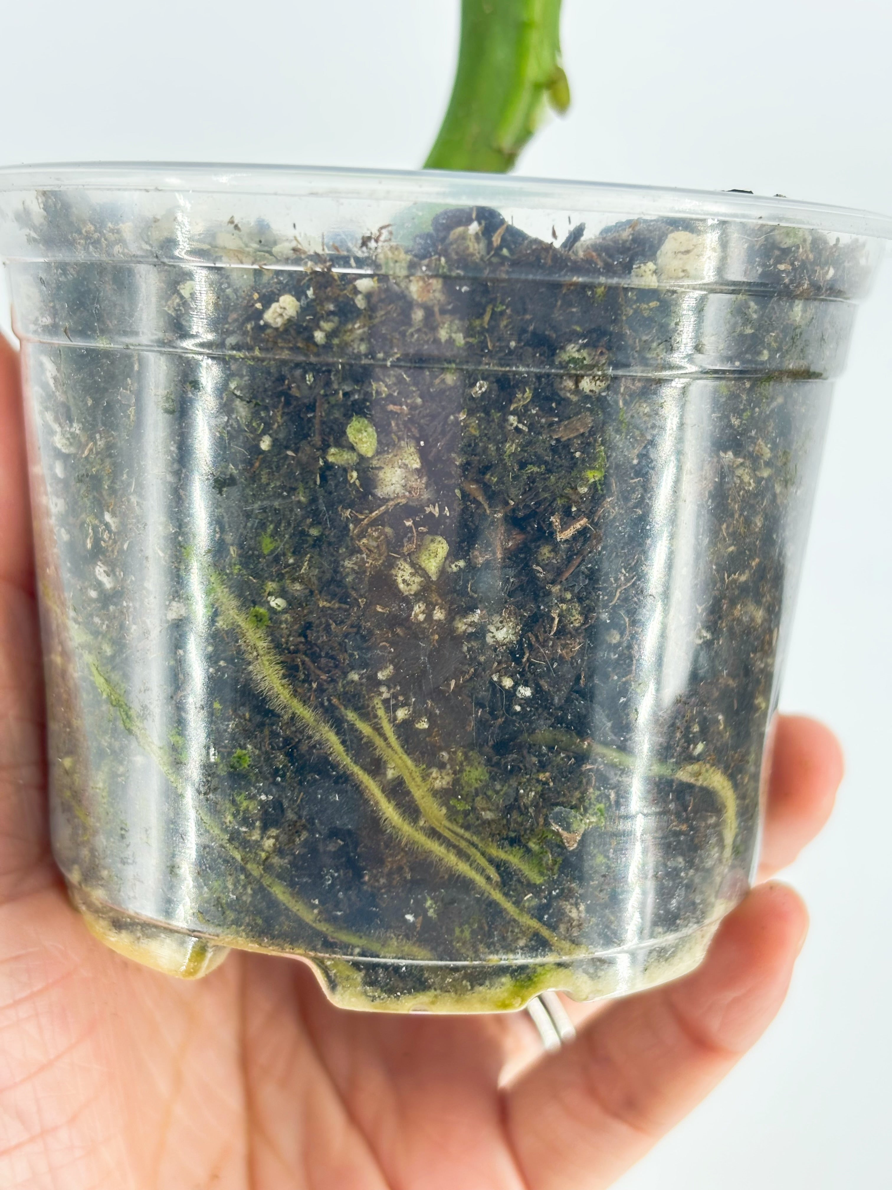 Rare Plant Starter Box @BC Warehouse Local Pick Up & Delivery Only