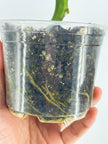 Rare Plant Starter Box @BC Warehouse Local Pick Up & Delivery Only