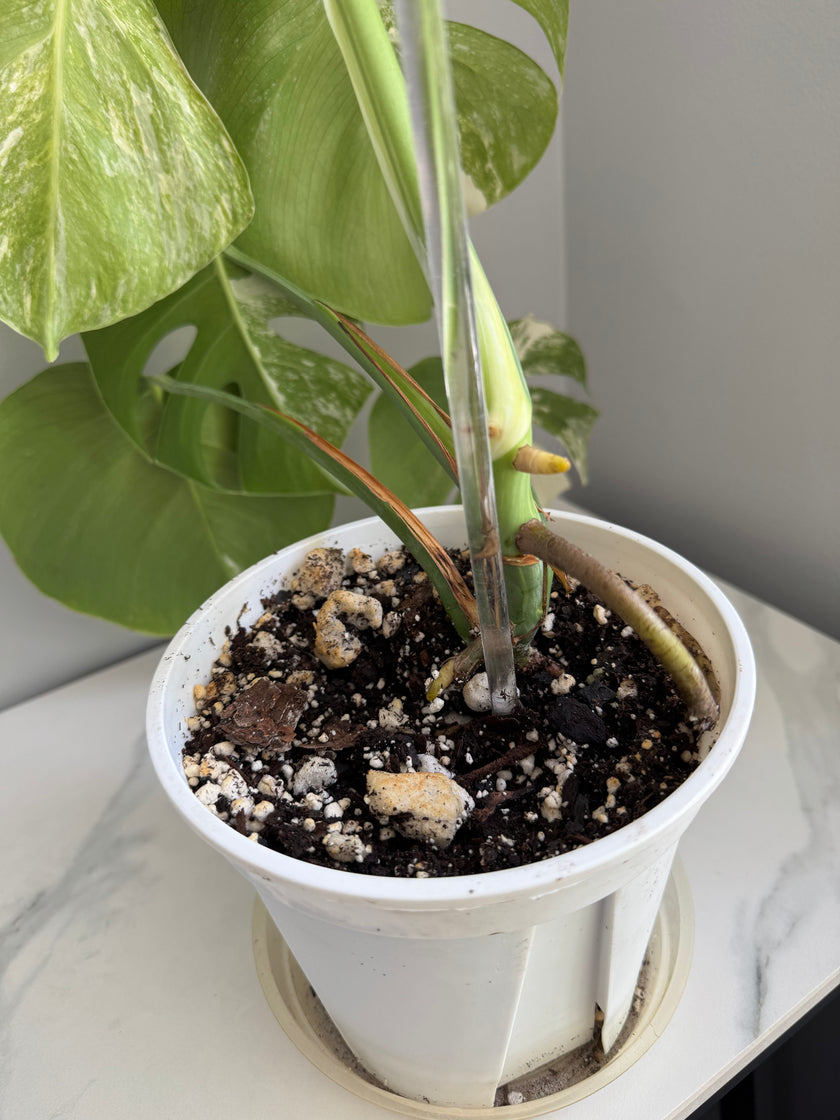 Monstera Albo
