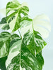 Monstera Albo *Pick up &Local Delivery Only*