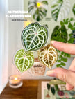 Botanical Mystery Magnet Box@BC Warehouse