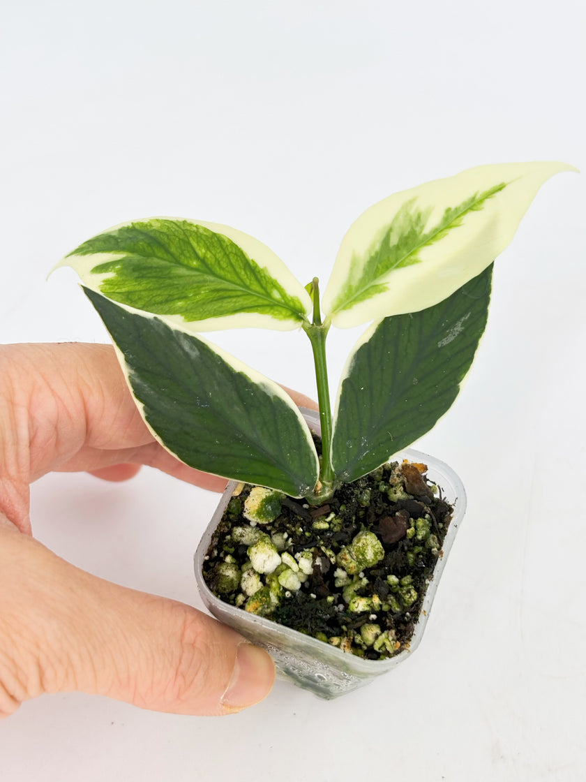 Hoya Combo (Silver Dollar & Polyneura outer variegated)