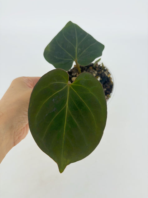 Anthurium King of Spades KOS @BC Warehouse