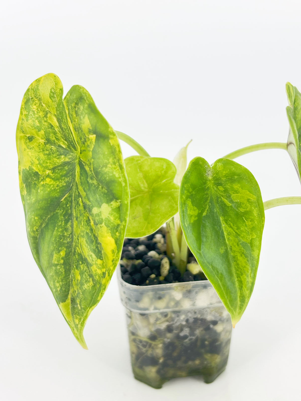 Alocasia Dragon Scale Aurea @BC Warehouse