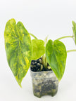 Alocasia Dragon Scale Aurea @BC Warehouse