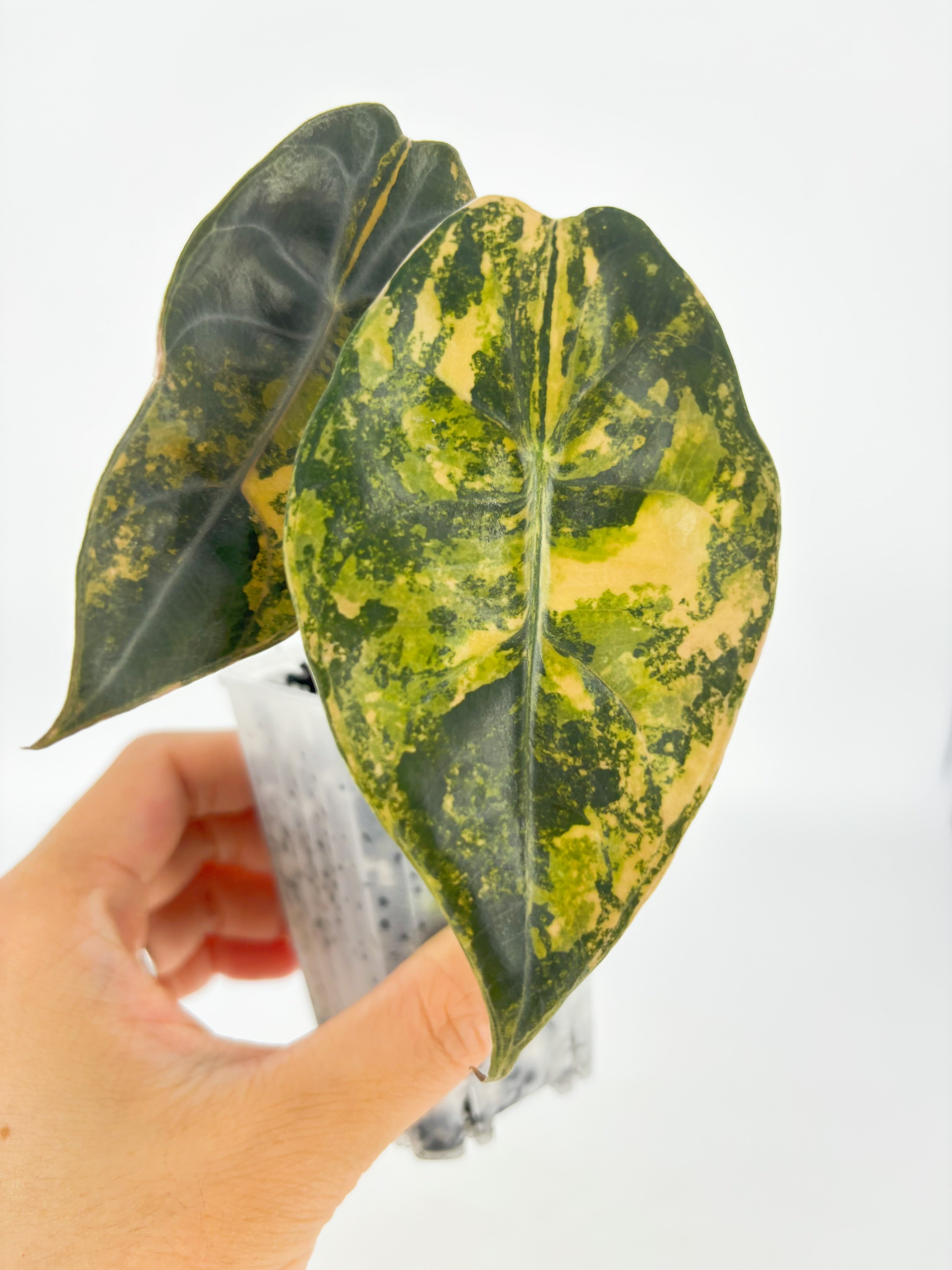 Alocasia Sedenii Aurea@BC Warehouse